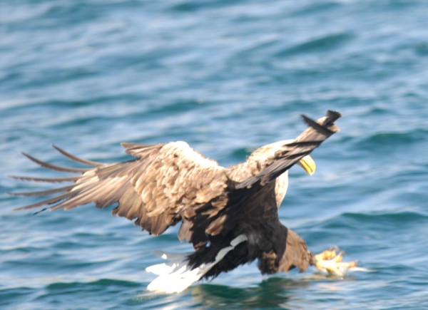 sea eagle